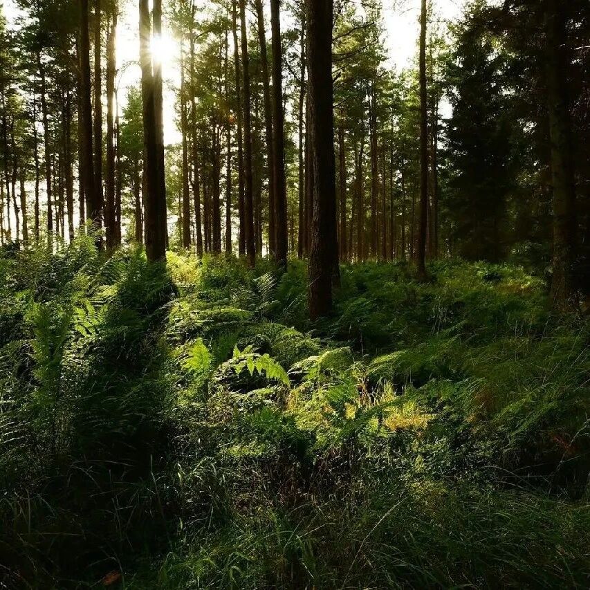 Why are some countries aiming for "net-negative" emissions?