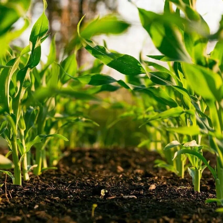 How to Provide Financial Support for the Transition to Climate-Smart Agriculture