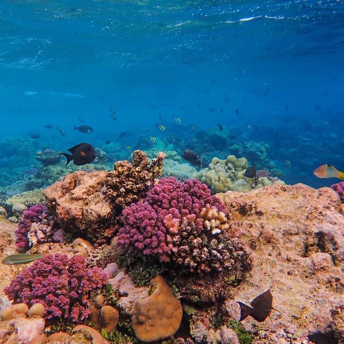 What is blue carbon, and why is it key to tackling climate change?