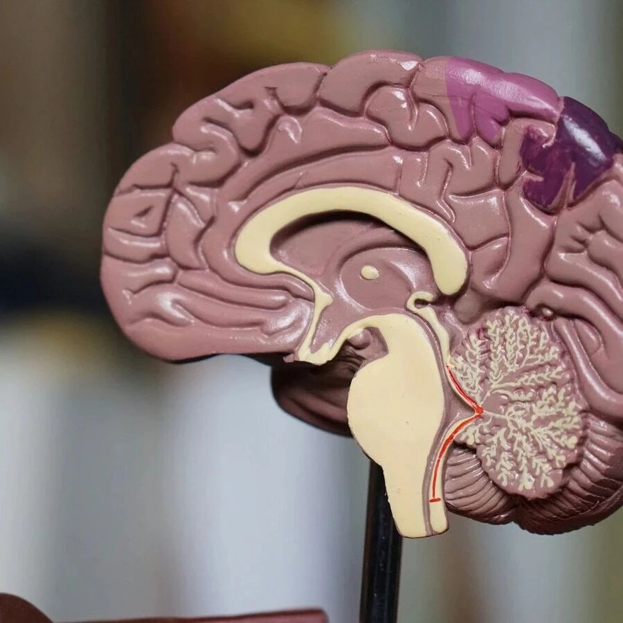 How psychological stress affects our body organs