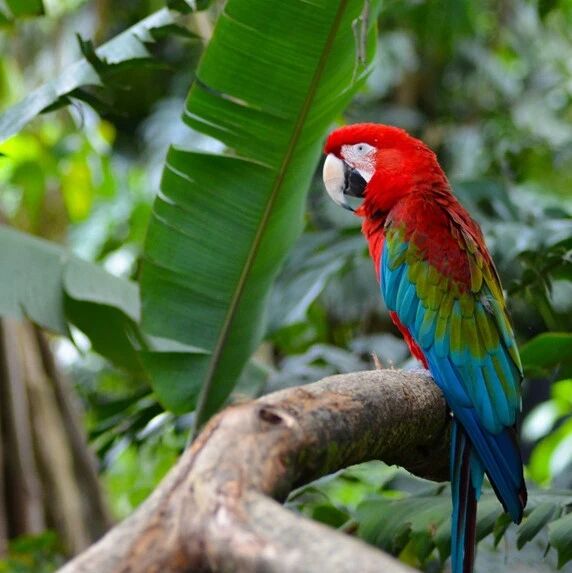Implementing the Global Biodiversity Framework: A Key Issue at COP16