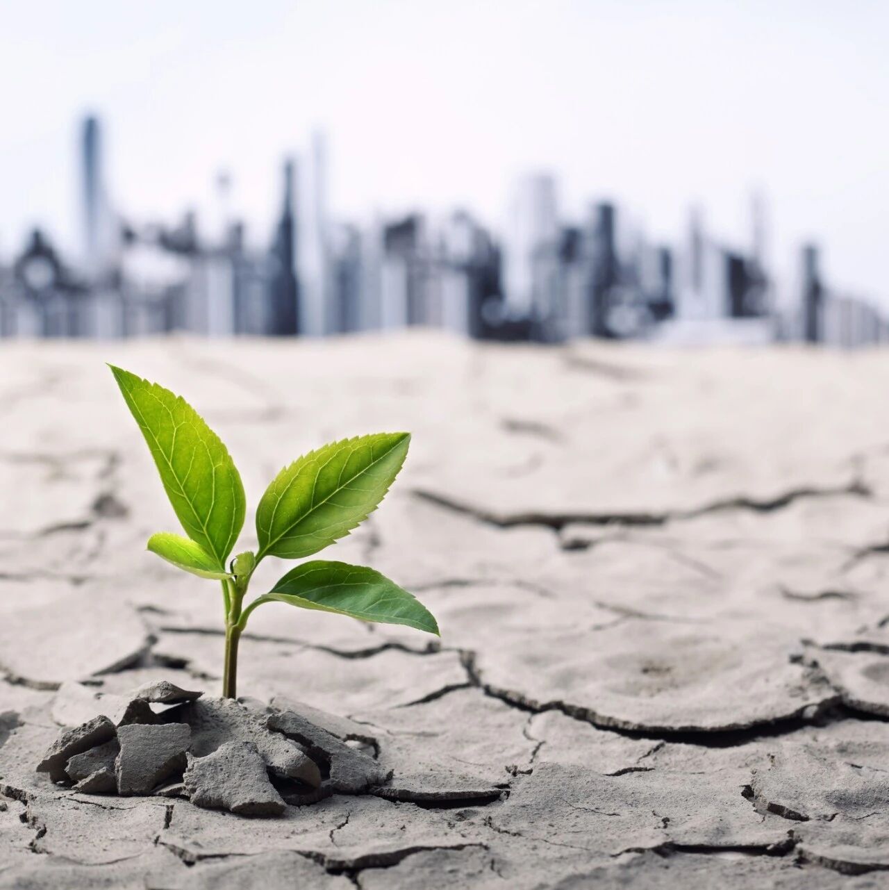 Building a Climate-Resilient Future: The Mindset Shift Businesses Need to Make