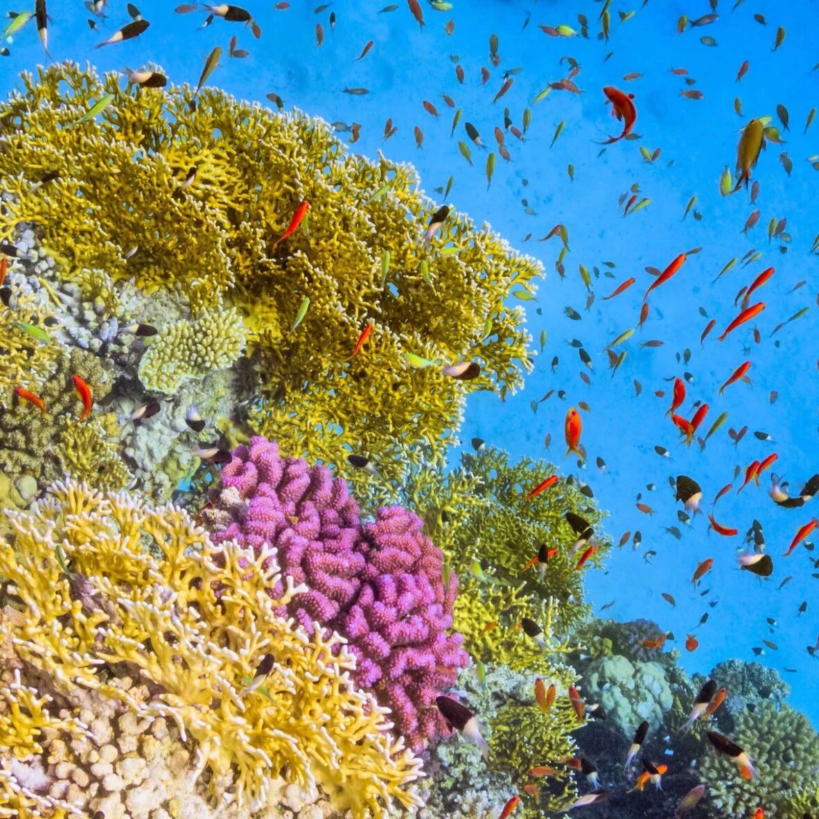 Over the past 50 years, the average size of global wildlife populations has declined by 73%, making it crucial to track reliable indicators of nature’s loss.