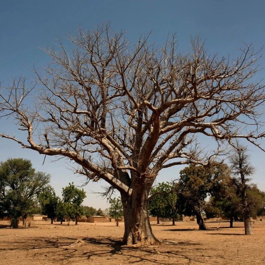 Over one-third of the world's tree species are at risk of extinction—here are the three most resilient ones.