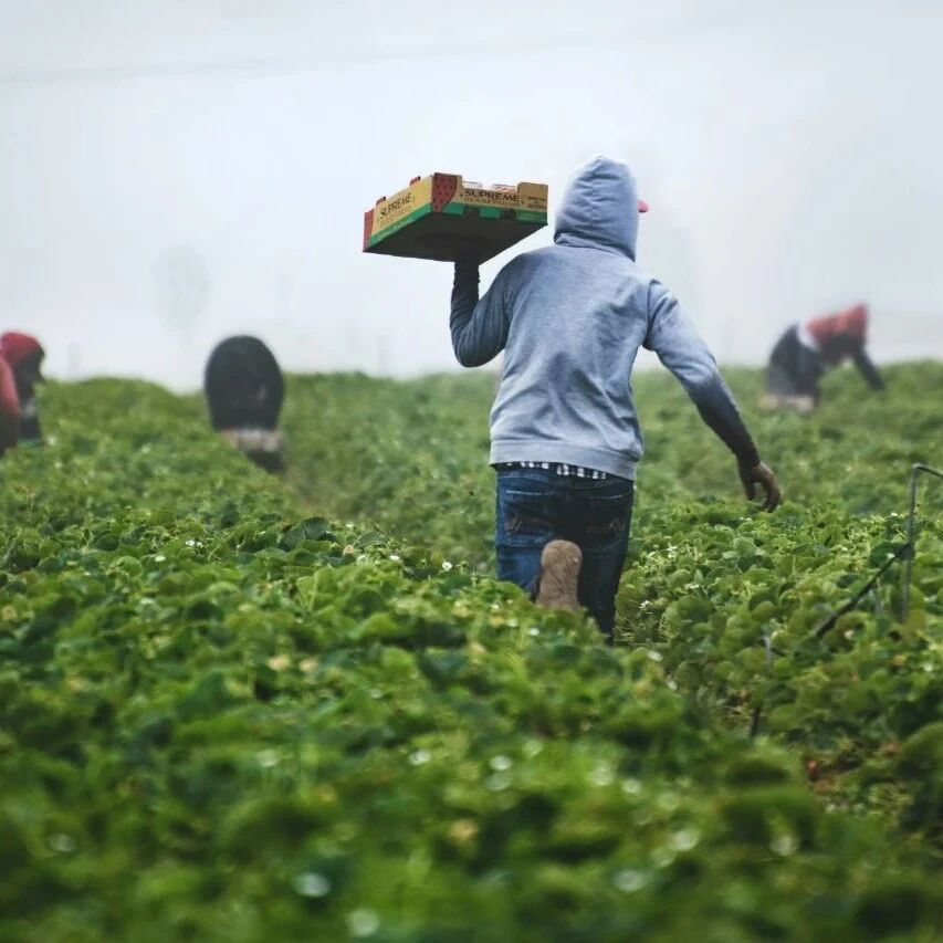 What is "food literacy," and why is it crucial for a sustainable future?