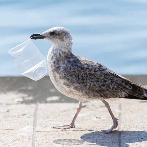 Animals are conveying crucial messages about climate change to us.