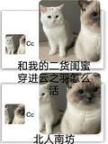 和我的二貨閨蜜穿進雲之羽怎麼活
