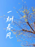 一樹春風