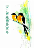 安於兩地的天堂鳥