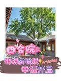 四合院：截胡婁曉娥，幸福開啟