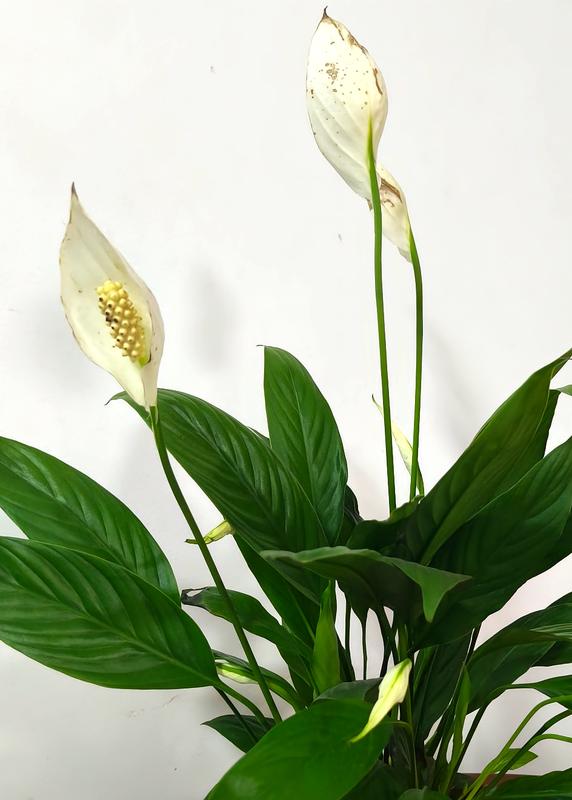 9.9分高分推薦經典逃荒文